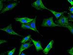 MVP Polyclonal Antibody