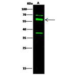 Nectin 3 Polyclonal Antibody