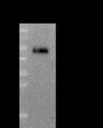 NGFR Antibody in Immunoprecipitation (IP)