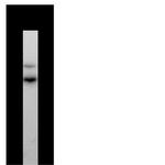 NGFR Antibody in Western Blot (WB)
