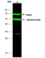 NOX4 Polyclonal Antibody