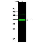 NOXRED1 Polyclonal Antibody