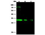 NQO1 Polyclonal Antibody