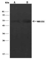 NR1D2 Antibody in Immunoprecipitation (IP)