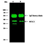 NT5C3A Antibody in Immunoprecipitation (IP)