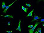 NUDC Polyclonal Antibody
