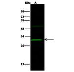 OLIG2 Antibody in Western Blot (WB)