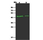 OR5D13 Polyclonal Antibody