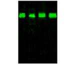 PDI Antibody in Western Blot (WB)