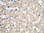 PDI Polyclonal Antibody