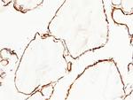 DJ-1 Antibody in Immunohistochemistry (Paraffin) (IHC (P))