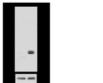 DJ-1 Antibody in Western Blot (WB)