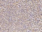PCSK9 Antibody in Immunohistochemistry (Paraffin) (IHC (P))