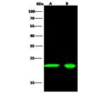 PEBP1 Polyclonal Antibody