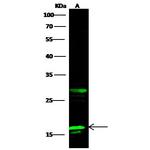 PFDN2 Polyclonal Antibody