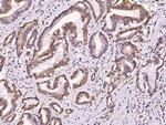 PGA4 Polyclonal Antibody