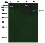 PHF1 Antibody in Western Blot (WB)