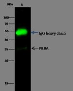 PILRA Antibody in Immunoprecipitation (IP)