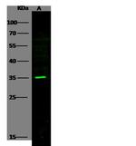 PILRA Antibody in Western Blot (WB)