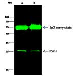 PIN1 Antibody in Immunoprecipitation (IP)