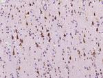 PLBD2 Antibody in Immunohistochemistry (Paraffin) (IHC (P))