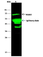 PLBD2 Antibody in Immunoprecipitation (IP)
