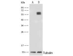 PLBD2 Antibody in Western Blot (WB)