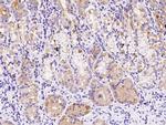 PLK4 Antibody in Immunohistochemistry (Paraffin) (IHC (P))