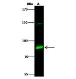 PML Antibody in Western Blot (WB)