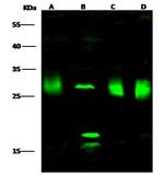 PMM2 Antibody in Western Blot (WB)