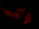 OCT1 (POU2F1) Polyclonal Antibody