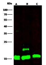 Cyclophilin A Polyclonal Antibody