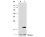 Cyclophilin B Polyclonal Antibody