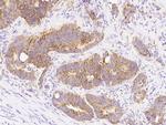 Cyclophilin F Antibody in Immunohistochemistry (Paraffin) (IHC (P))