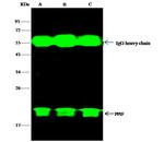 Cyclophilin F Antibody in Immunoprecipitation (IP)
