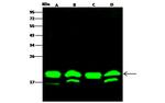 Cyclophilin F Antibody in Western Blot (WB)