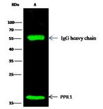PPIL1 Antibody in Immunoprecipitation (IP)