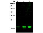 PPIL1 Antibody in Western Blot (WB)
