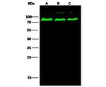 PPM1G Polyclonal Antibody