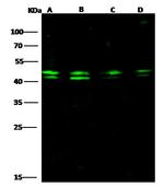 PPP1R8 Polyclonal Antibody