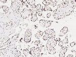 PRDM9 Antibody in Immunohistochemistry (Paraffin) (IHC (P))
