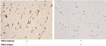 PRDX5 Polyclonal Antibody