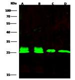 PRDX6 Polyclonal Antibody