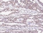 PRMT6 Antibody in Immunohistochemistry (Paraffin) (IHC (P))