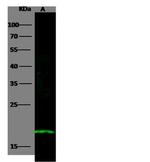 Doppel Antibody in Western Blot (WB)