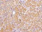 PSG1 Antibody in Immunohistochemistry (Paraffin) (IHC (P))