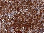 PTPMT1 Polyclonal Antibody
