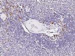 CD45 Antibody in Immunohistochemistry (Paraffin) (IHC (P))