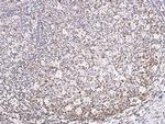 CD45 Antibody in Immunohistochemistry (Paraffin) (IHC (P))