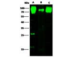 CD155 Antibody in Western Blot (WB)